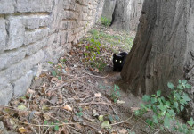 amaterska crna maca xxx korak sestra video snimke