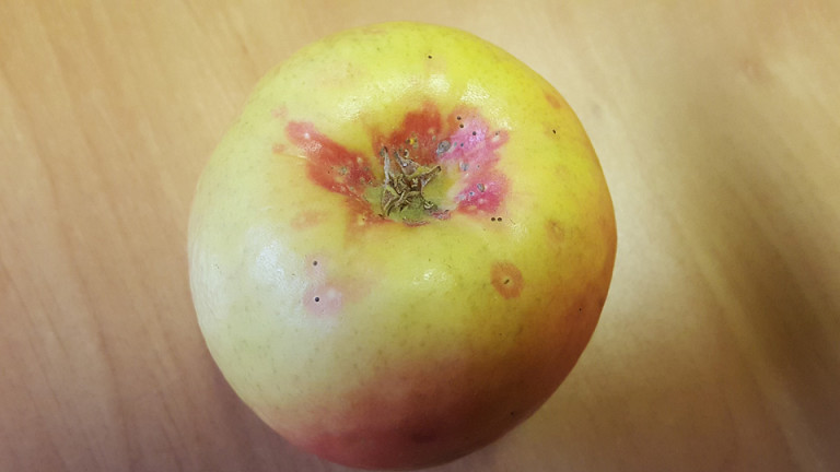 KOLUMNA Kalifornijska štitasta uš – vrlo opasan štetnik jabuka