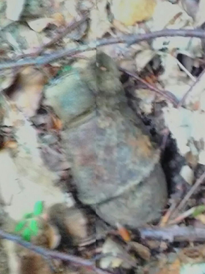 U šumi pronašao bombu iz vremena partizana
