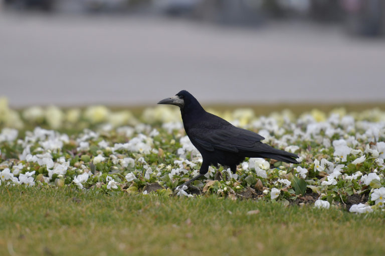 Crna ptica u cvijeću