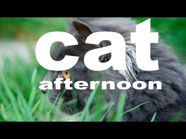 VIDEO Razigran i nestašan mačak Rista uljepšat će vam dan