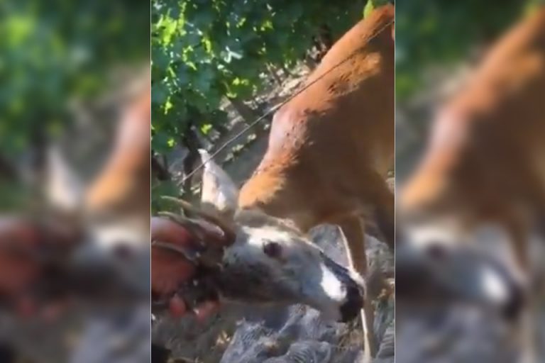 VIDEO Kako su novigradski lovci spasili mladog srnjaka u nevolji