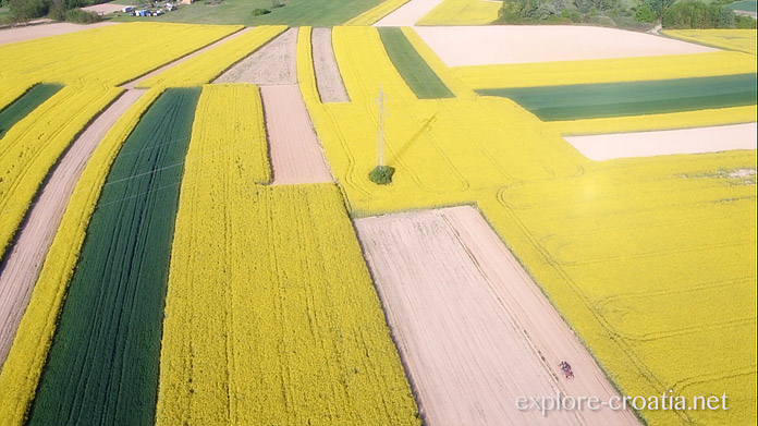 VIDEO Prekrasni kadrovi žutih podravskih polja kroz objektiv Gorana Šafareka