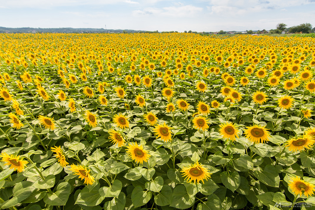 FOTO Opuštanje petkom: Uživajte u pogledu na prekrasno polje suncokreta u Podravini