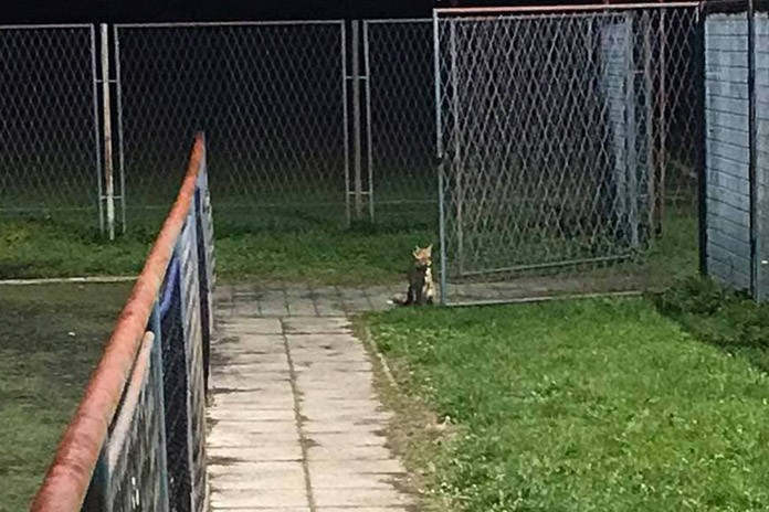 Lisica na koprivničkom stadionu