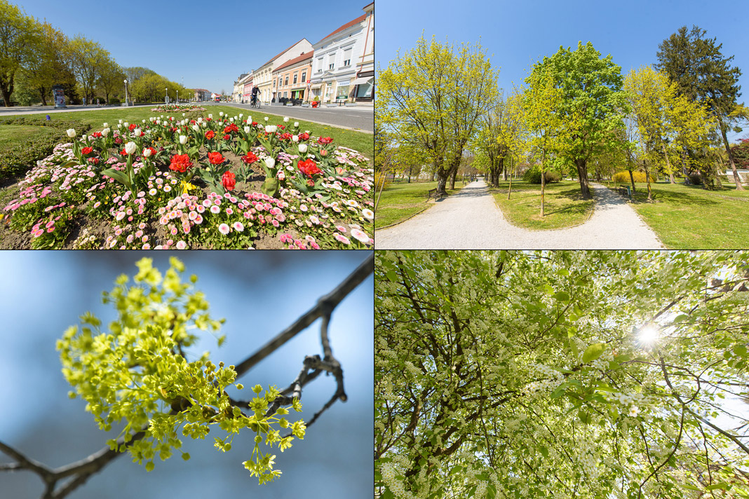 FOTO Proljeće je u punom zamahu, cvijeće i zelenilo preuzimaju grad